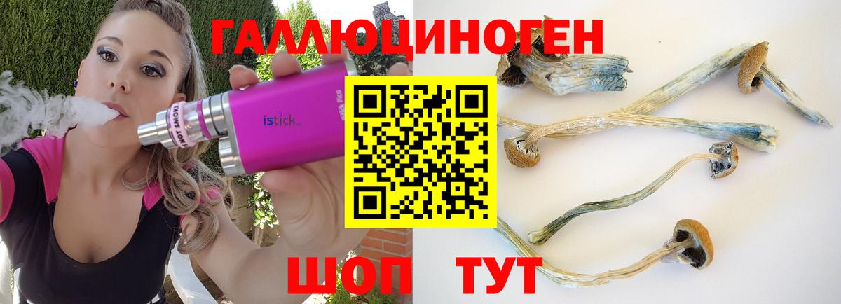 Галлюциногенные грибы Psilocybe Пушкино